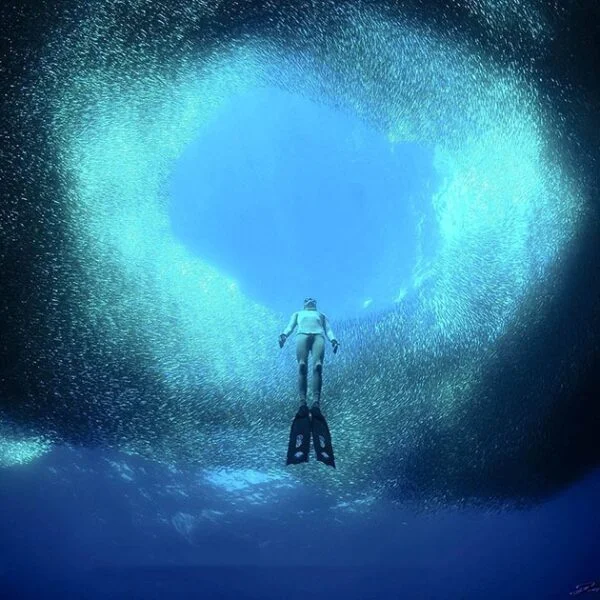 JP François, Sardine Run Moalboal