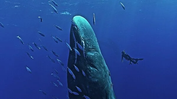 #9: François Sarano, l&rsquo;odyssée bleue de Cousteau à Moby Dick