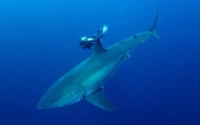 #50. François Sarano, au nom des requins