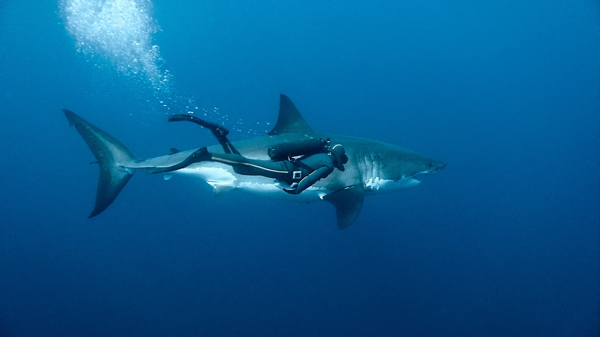 François Sarano nageant côté à côte avec Lady Mystery, un très grand requin blanc
