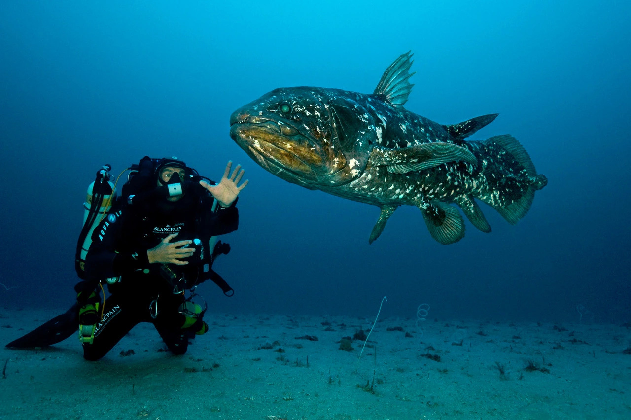 Le fameux coelacanthe