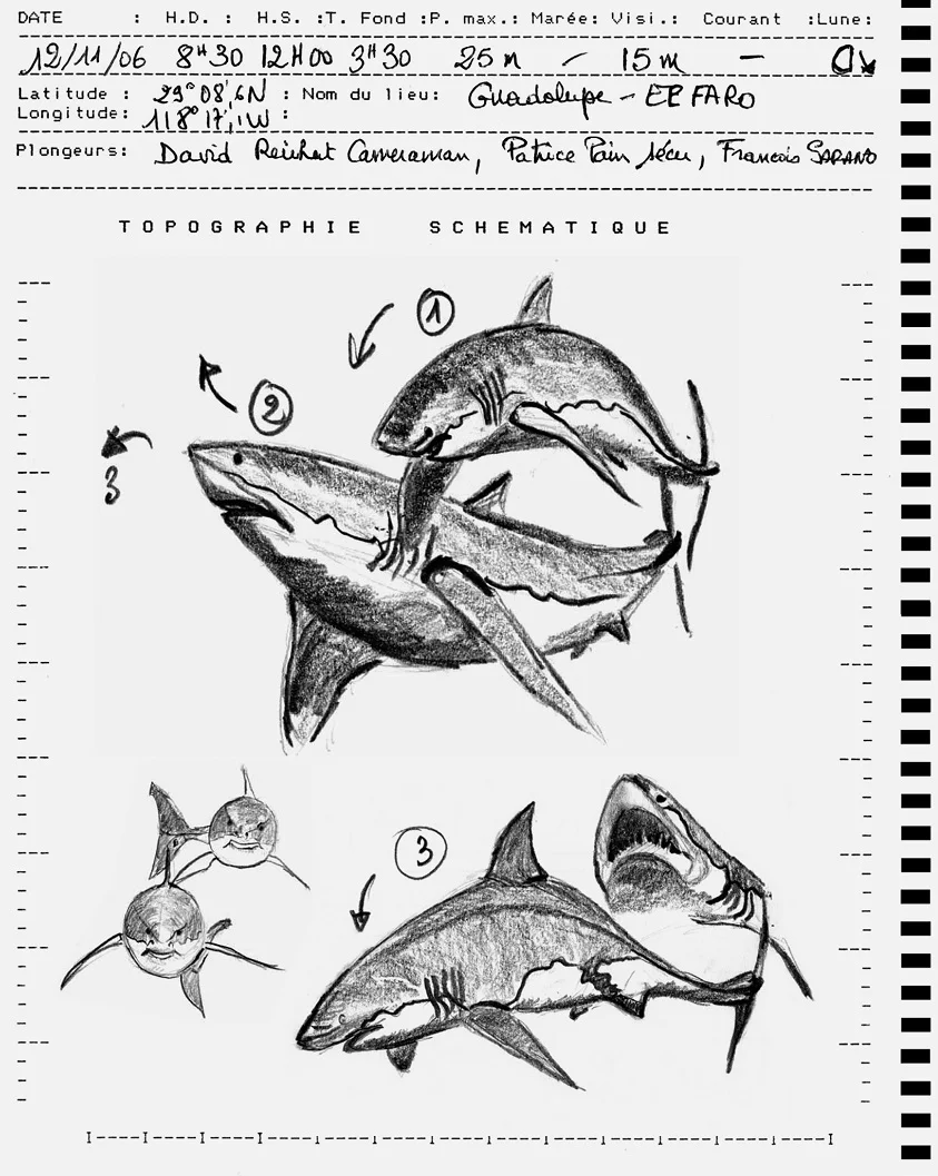 Francois Sarano planche comportement requin carnet de plongee © François et Veronique Sarano