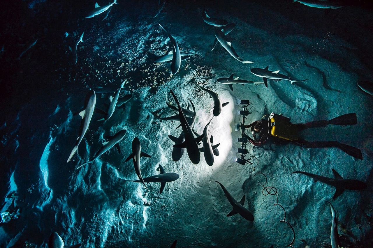 requins, photo de Laurent Ballesta