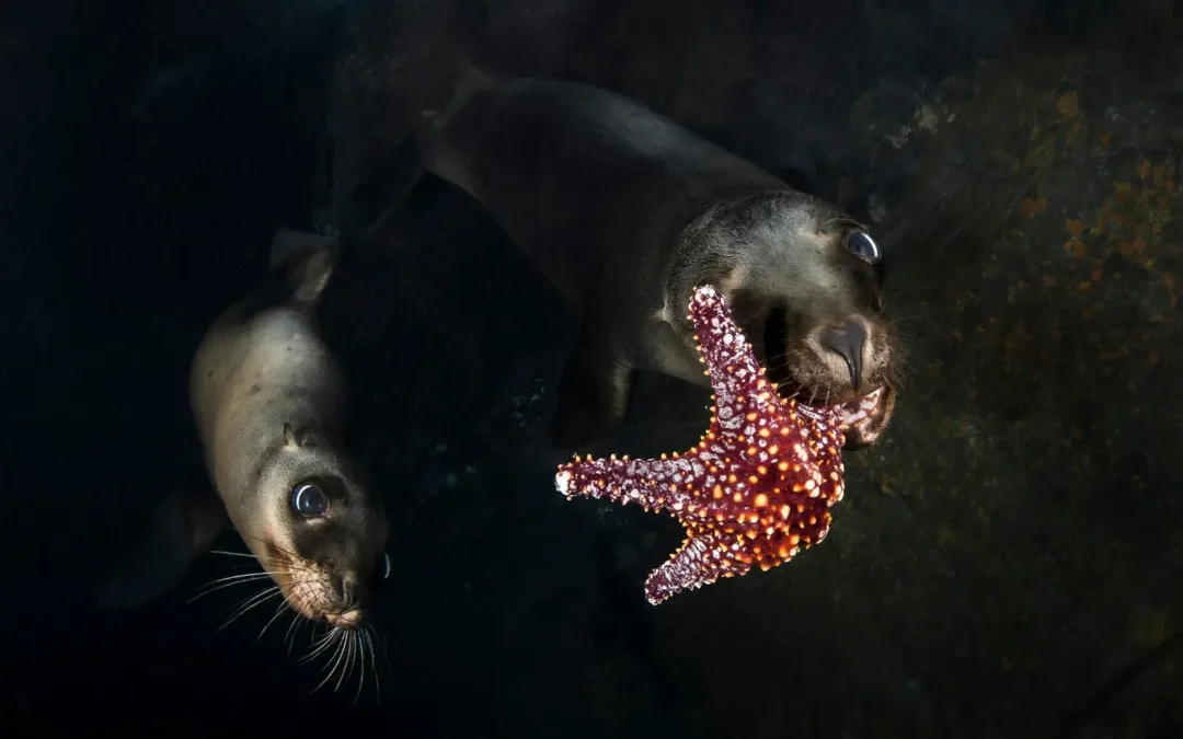 100. Greg Lecoeur, photographe sous-marin