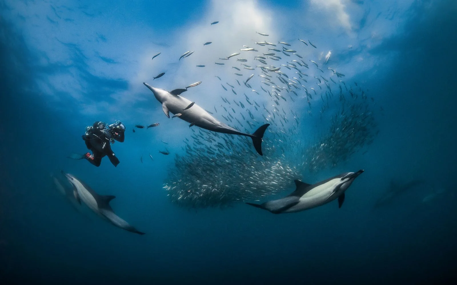 Greg Lecoeur Sardine Run