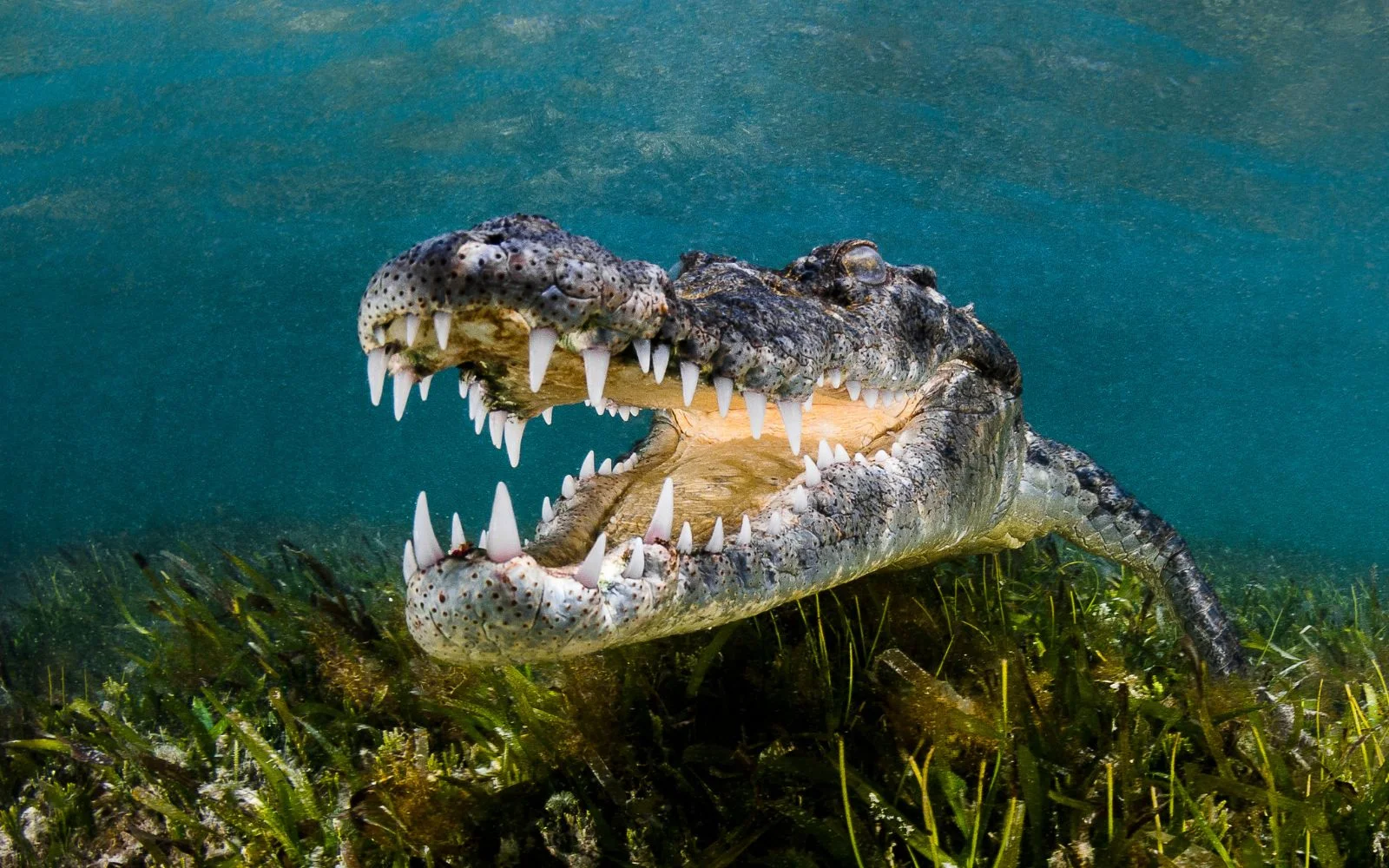 crocodile américain Greg Lecoeur