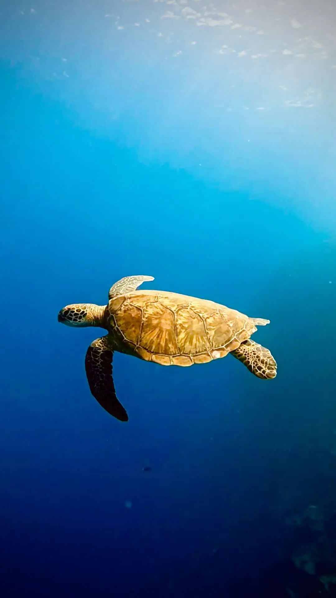 tortue marine emilie priou tortue marine nageant dans le grand bleu